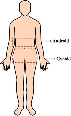 Body Fat Distribution and Associated Risk of Cardiovascular Disease in Adults With Cerebral Palsy